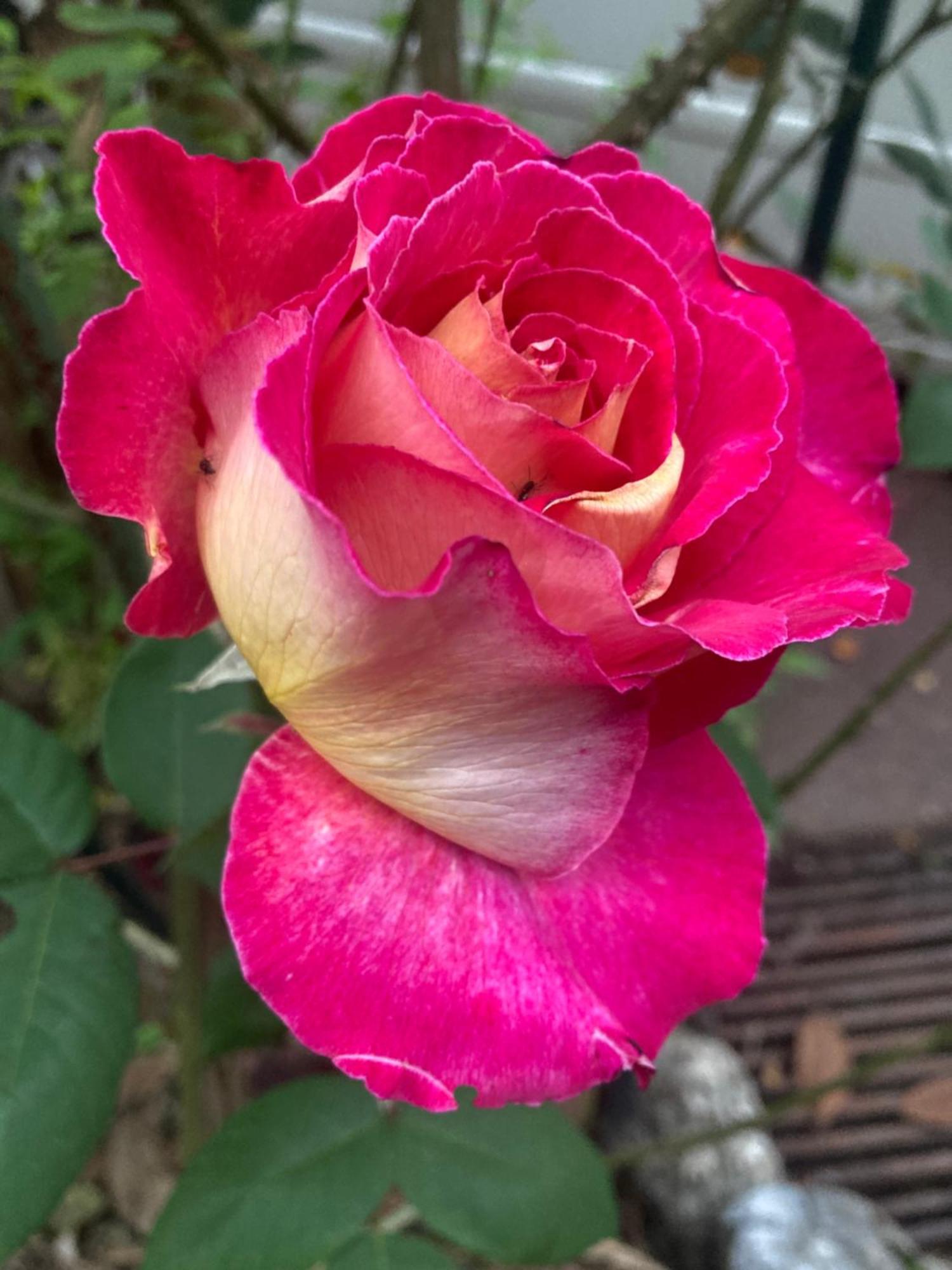 Maison Des Roses